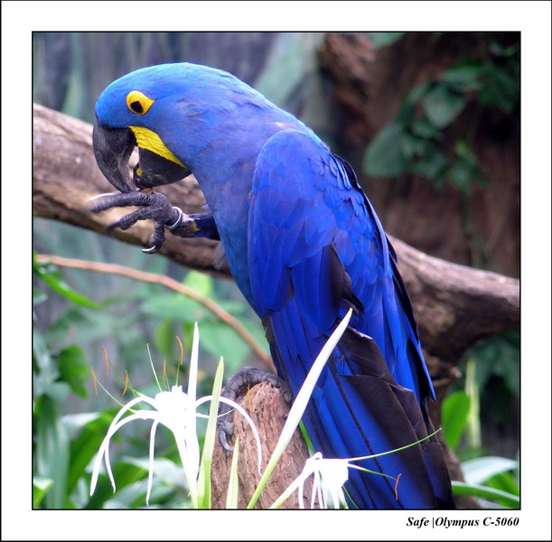 2005 - 06 - Jurong Birdpark 01.JPG